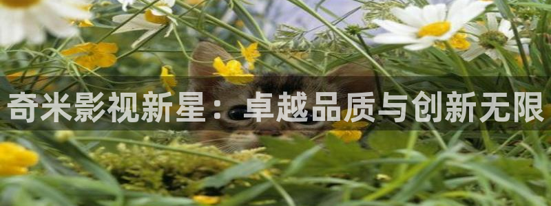 熊猫侠电影免费观看：奇米影视新星：卓越品质与创新无限